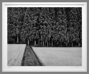 This Classic John Sexton - Rice Field and Pine Forest, 1985 will be in our September Estate Auction 