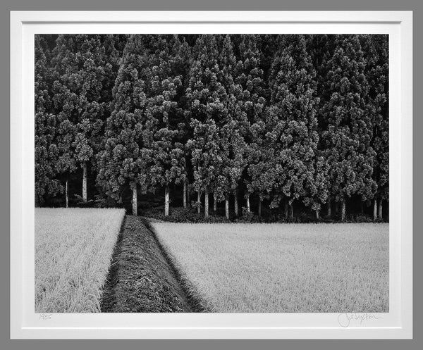 This Classic John Sexton - Rice Field and Pine Forest, 1985 will be in our September Estate Auction 