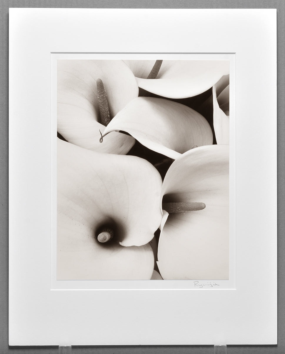 Now Available - Ryuijie, 11"x14" Calla Lily Detail, 1984 - Very Rare!!