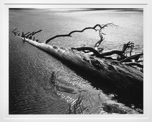 Henry Gilpin - Fallen Tree in Water