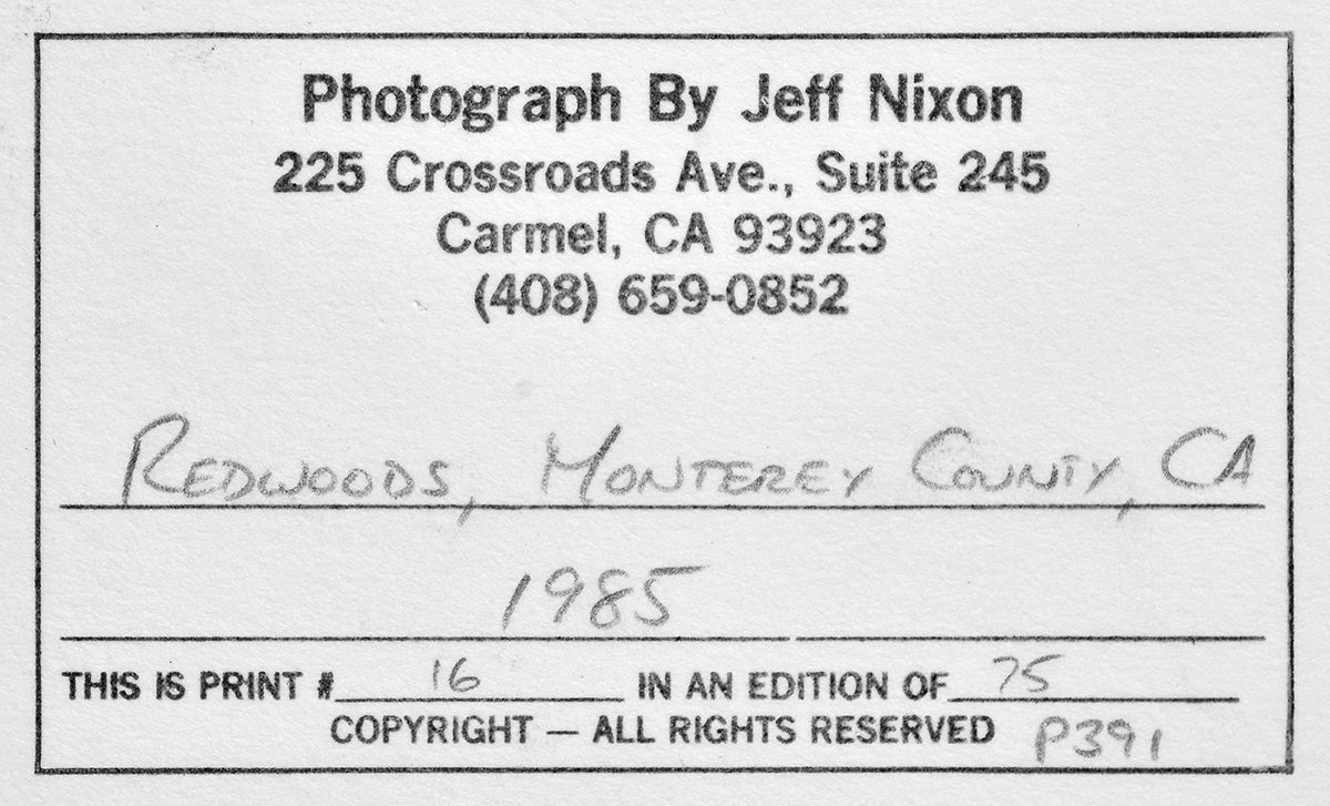 1985 Redwoods,  Monterey County, Ca 15"x18.5" Photograph