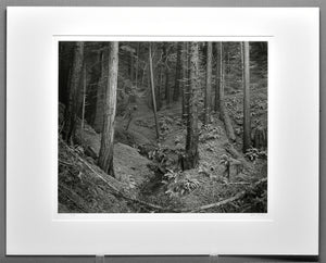1985 Redwoods,  Monterey County, Ca 15"x18.5" Photograph