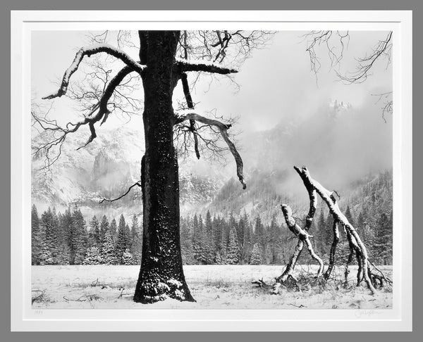 John Sexton 1984 Black Oak, Fallen Branches, Yosemite Valley 15"x19" Photograph - Lot #0170