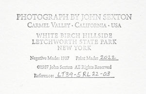 John Sexton - White Birch Hillside. New York, 1987