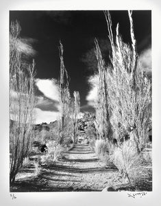 William Abbott  - Trees, Dirt Road with Trailer, Near Bishop, California, 2002