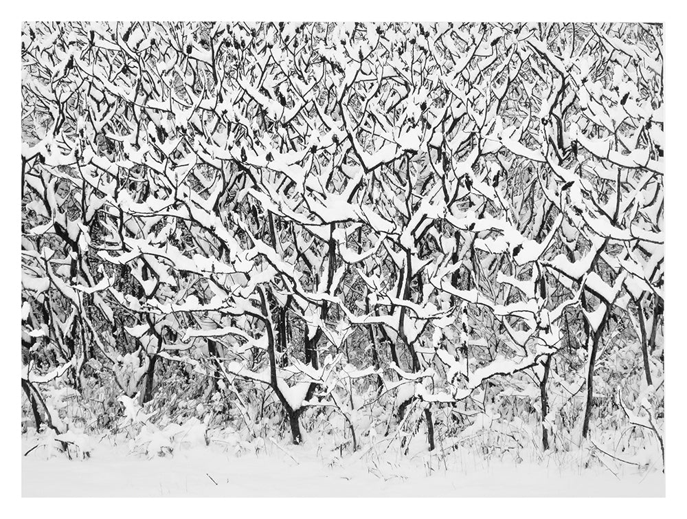 J. Barry Thomson - Snow Cover Branches, Conway, N.H.