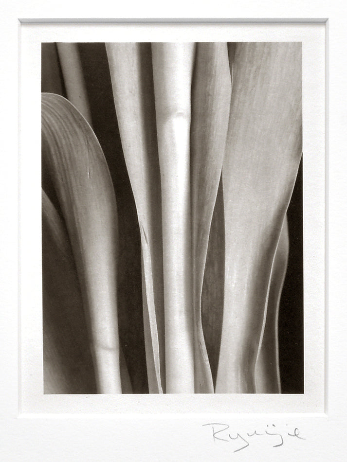 Ryuijie - Brett Weston Inspired, Leaf Details, 1998