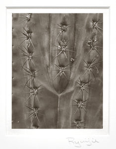 Ryuijie - Brett Weston Inspired, Cactus Detail, 1996