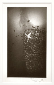 Ryuijie - Starfish, Monterey Breakwater, 4"x8" Platinum