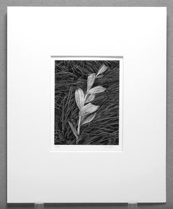 John Sexton - Corn Lily & Grasses, Near Snowmass Village, Colorado